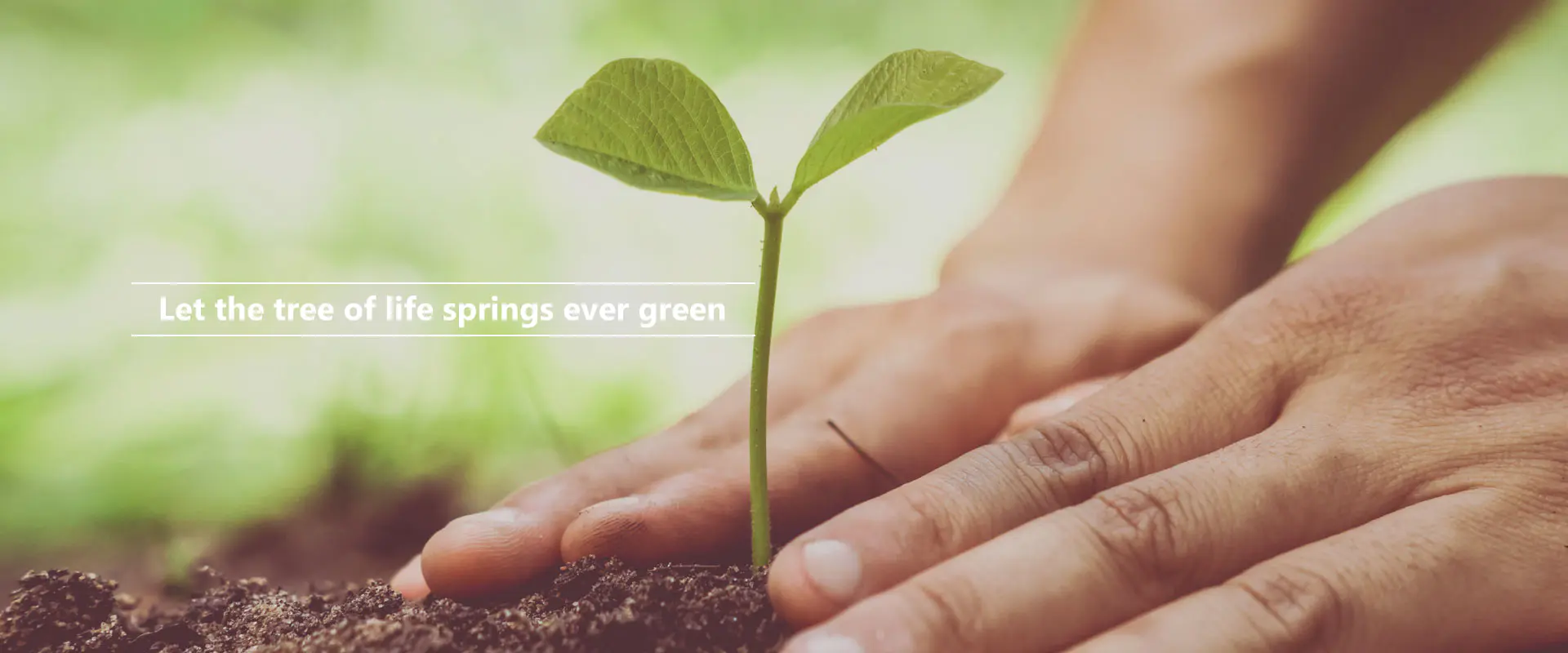 Deixe a árvore da vida brotar sempre verde